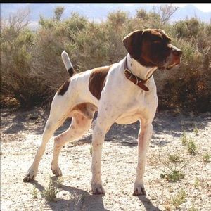 Meet your Posher, Chase